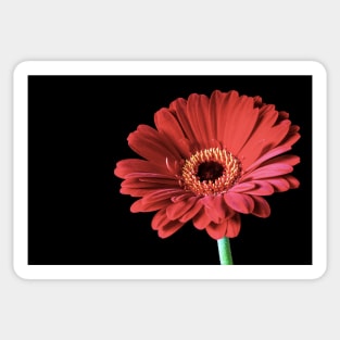 Single Red Gerbera flower Sticker